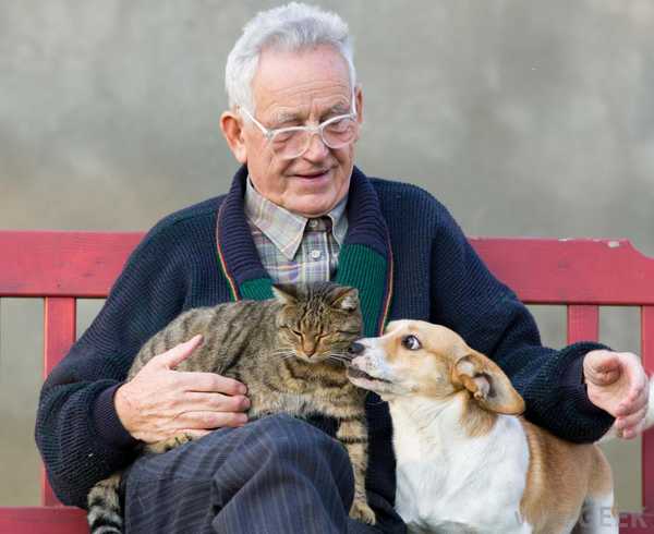 Idős férfi kutyával és macskával